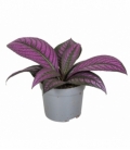 Strobilanthes