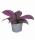 Strobilanthes