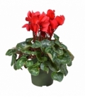 Cyclamen