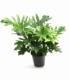 Philodendron