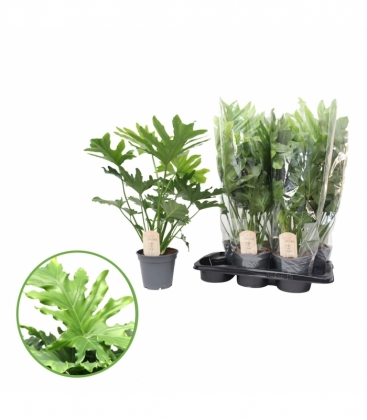 Philodendron