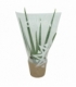 Aloe