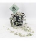 Ceropegia