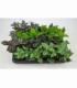 Pilea