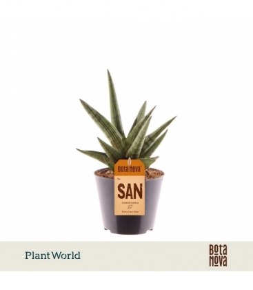 Sansevieria