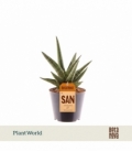 Sansevieria