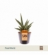 Sansevieria