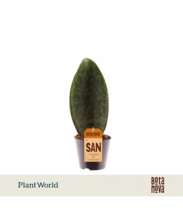 Sansevieria