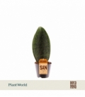 Sansevieria