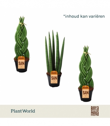 Sansevieria