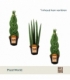 Sansevieria