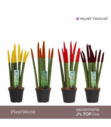 Sansevieria