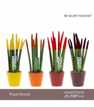 Sansevieria