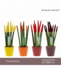 Sansevieria