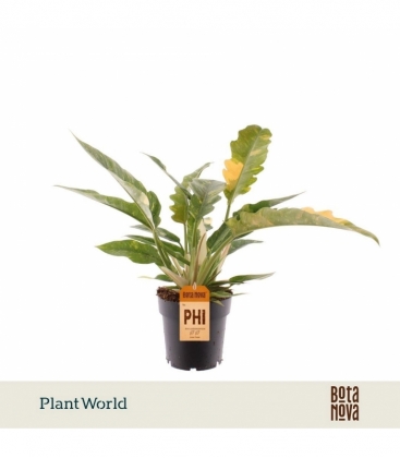 Philodendron