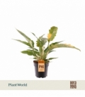 Philodendron