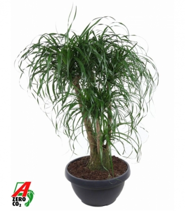 Beaucarnea