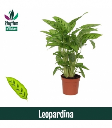 Calathea