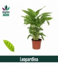 Calathea