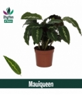 Calathea