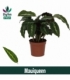 Calathea