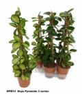 Hoya