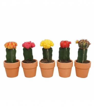 Gymnocalycium
