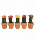 Gymnocalycium