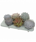 Echeveria