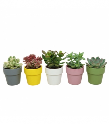 succulents