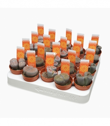 Lithops