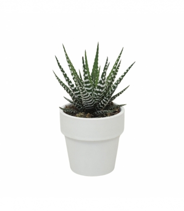 Haworthia