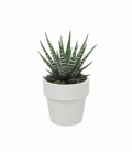 Haworthia