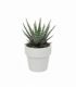 Haworthia