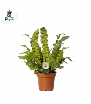 Asplenium