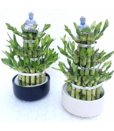 Dracaena