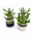 Dracaena