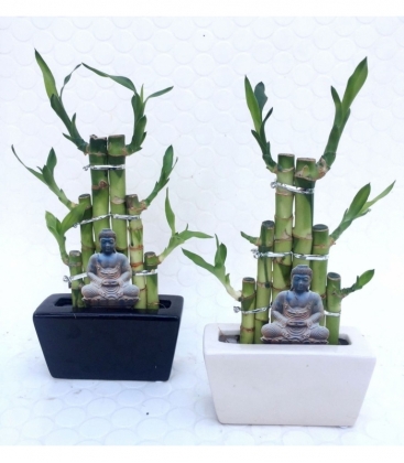 Dracaena