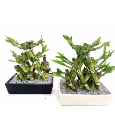 Dracaena