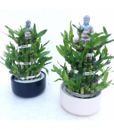 Dracaena
