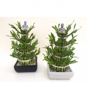 Dracaena