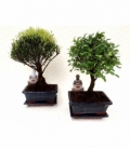Bonsai