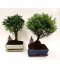 Bonsai