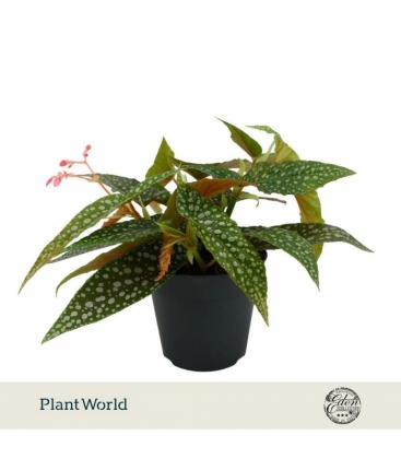 Begonia