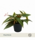 Begonia