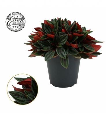 Peperomia