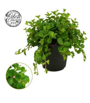 Peperomia