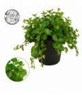 Peperomia
