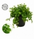 Peperomia