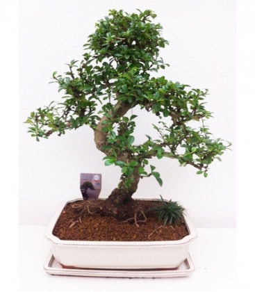 Bonsai